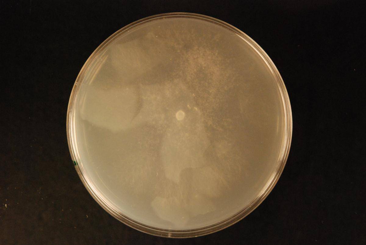 Rigidoporus vinctus image