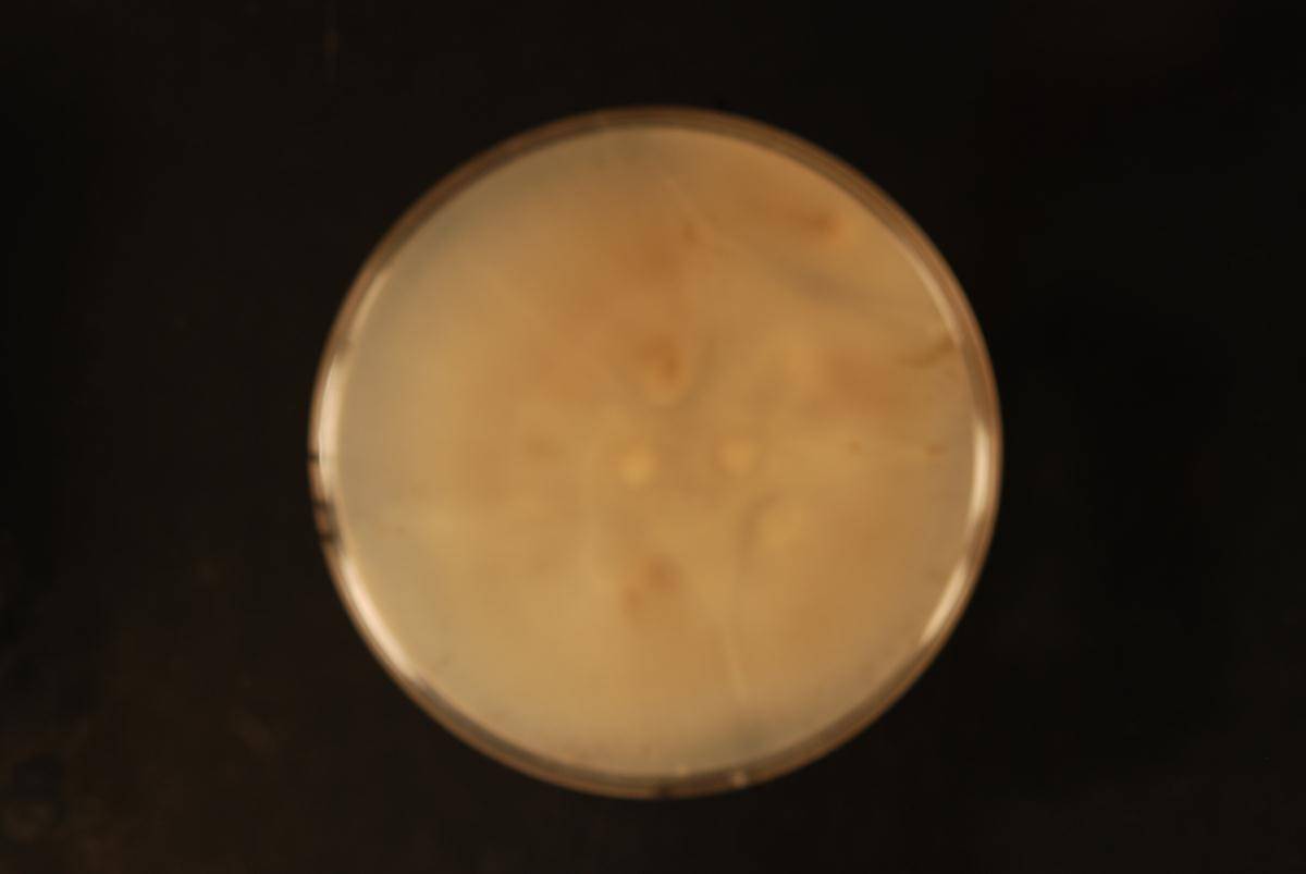 Phaeoacremonium fraxinopennsylvanicum image