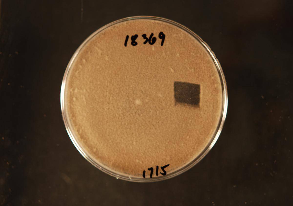 Lentomitella striatella image