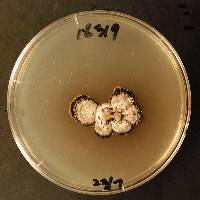 Coccomyces lauraceus image