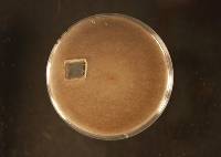 Lentomitella striatella image