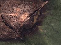 Boeremia hedericola image