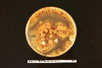 Pilidium concavum image