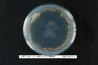 Colletotrichum liriopes image