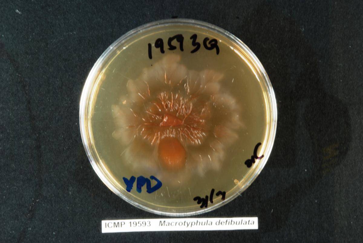 Macrotyphula defibulata image