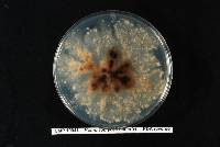 Homortomyces tamaricis image