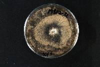 Ciborinia camelliae image