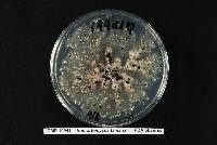 Homortomyces tamaricis image