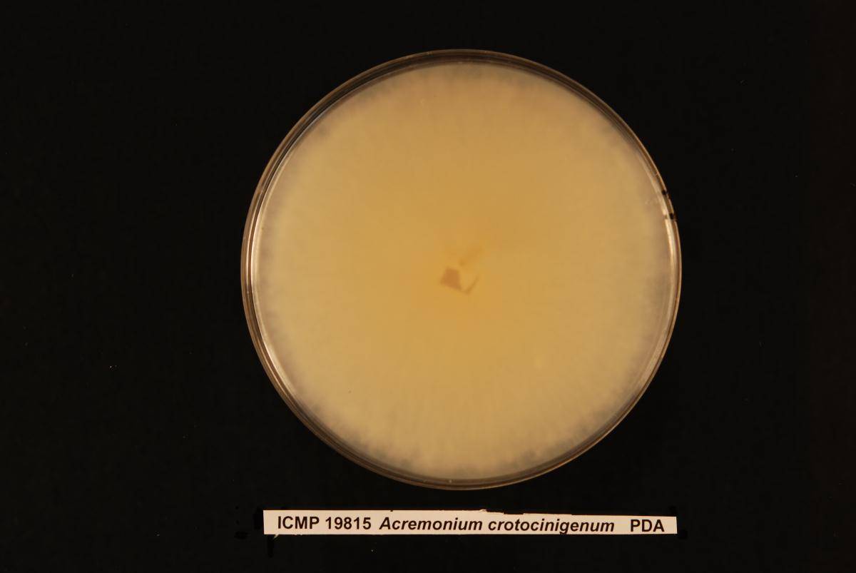 Acremonium crotocinigenum image