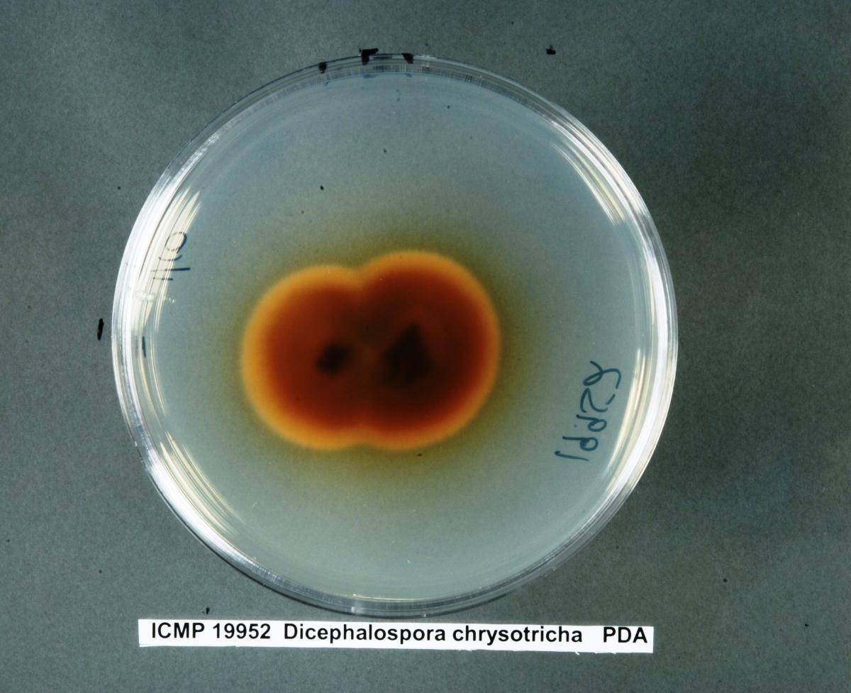 Dicephalospora chrysotricha image