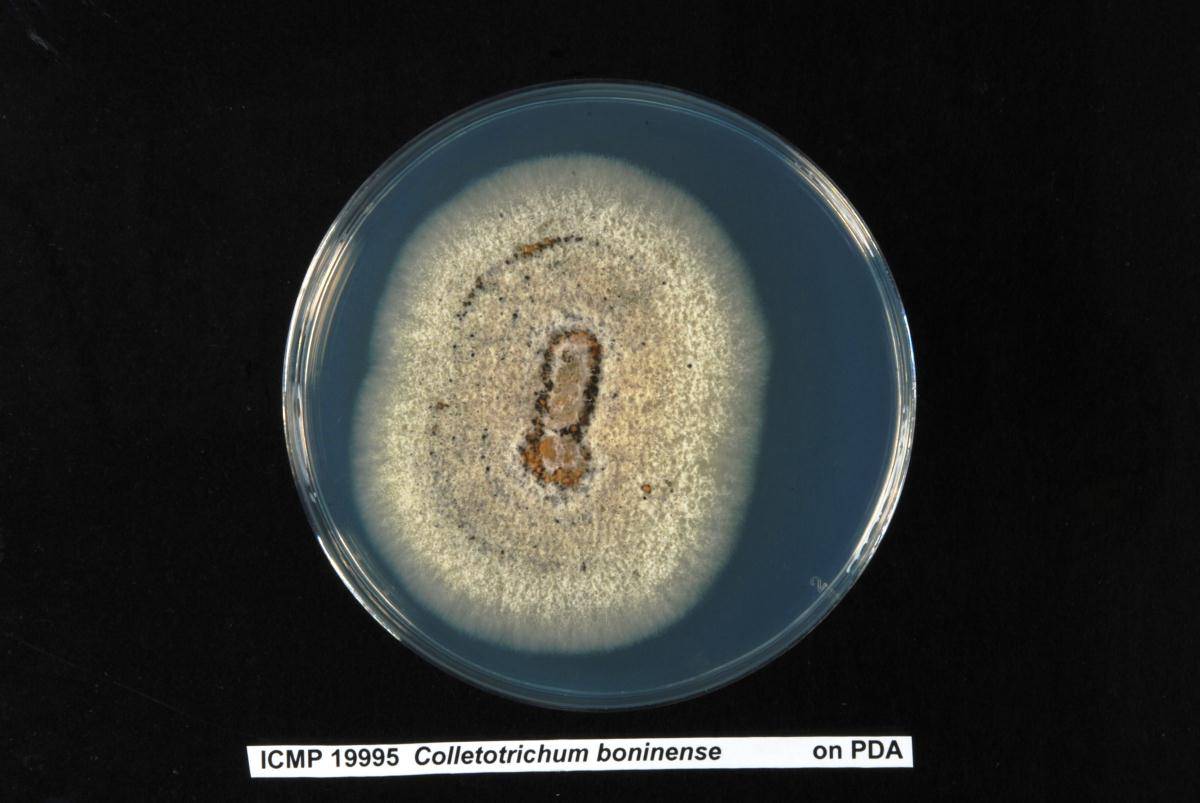 Colletotrichum boninense image
