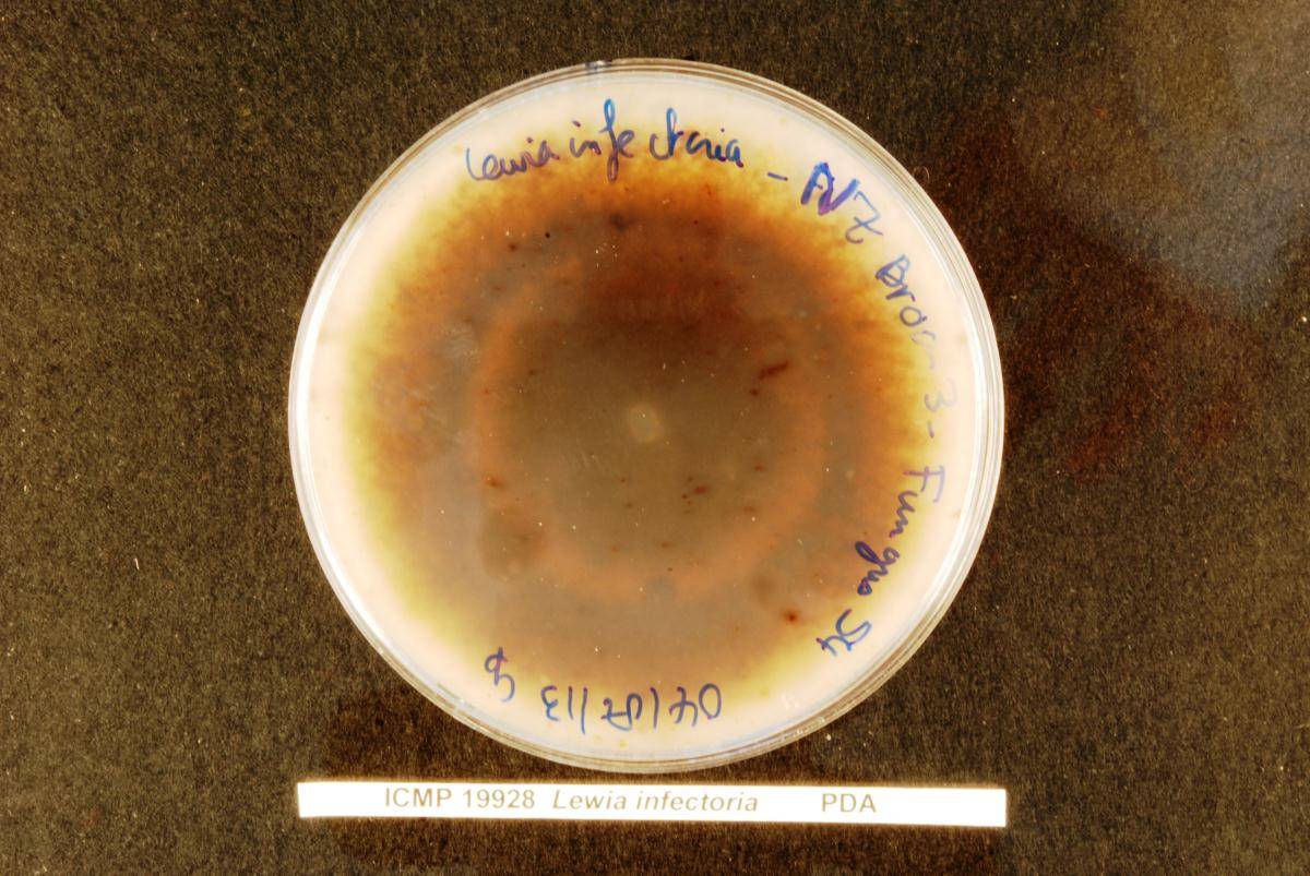 Lewia infectoria image