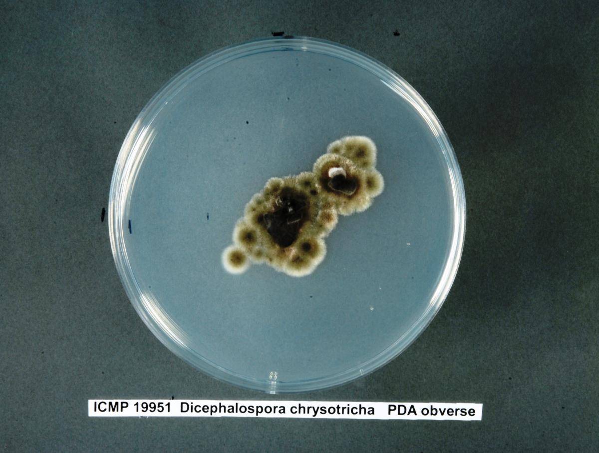 Dicephalospora chrysotricha image