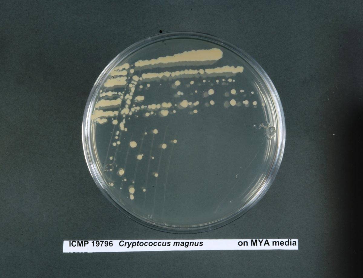 Cryptococcus magnus image