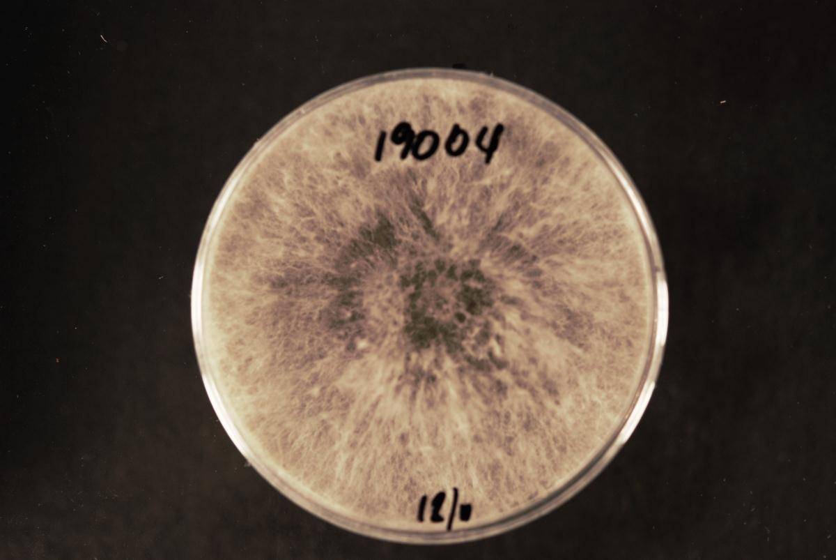 Neofusicoccum luteum image