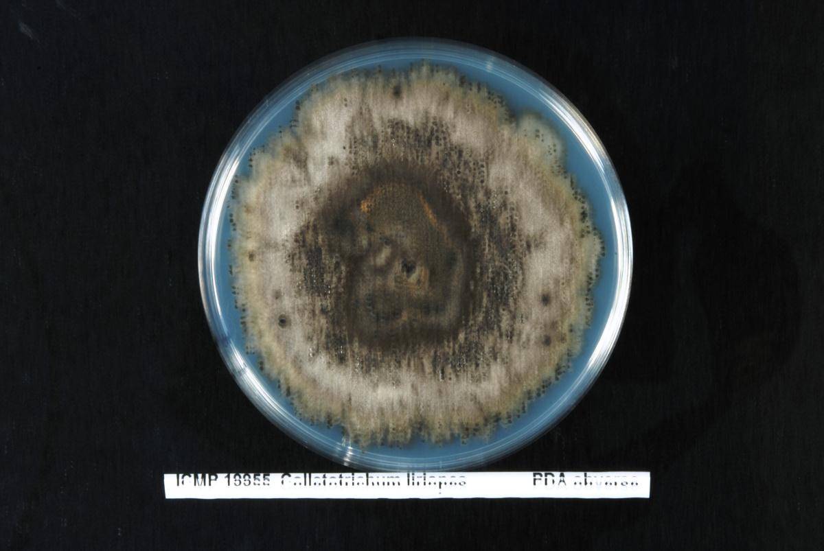 Colletotrichum liriopes image
