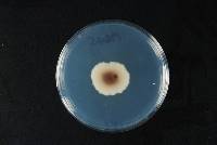 Aspergillus sydowii image