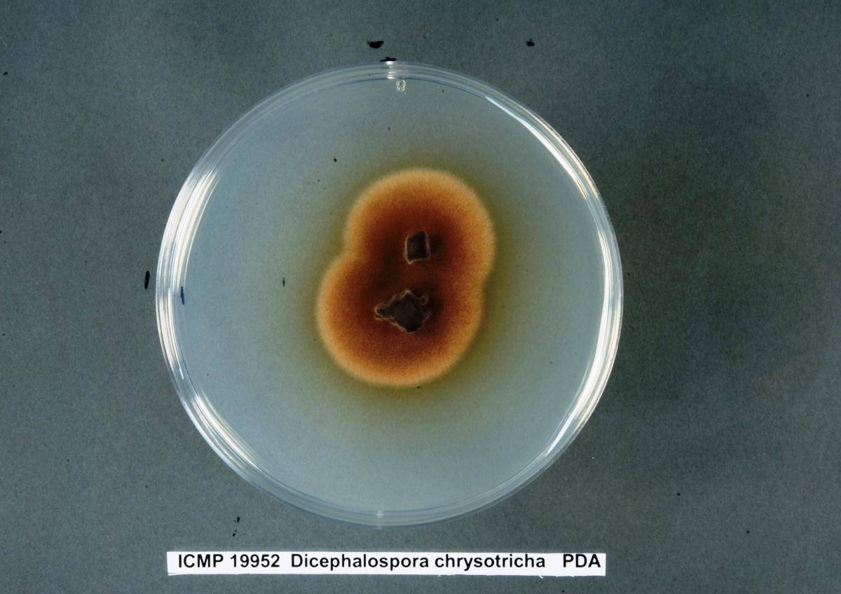 Dicephalospora chrysotricha image
