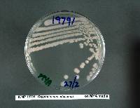 Cryptococcus adeliensis image