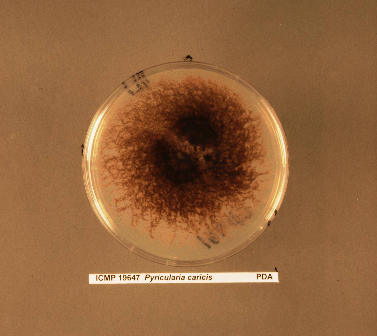 Pyricularia caricis image