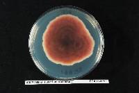 Fusarium tricinctum image