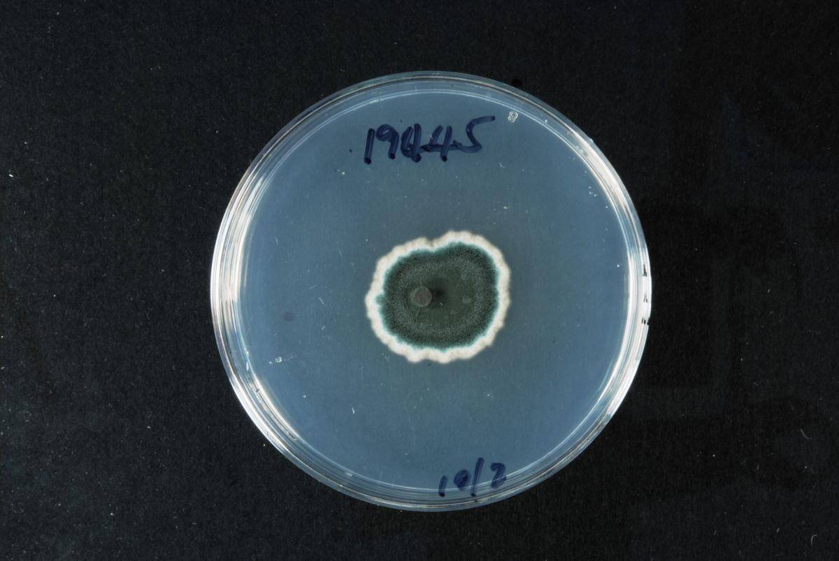 Aspergillus sydowii image