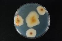 Fusarium tricinctum image