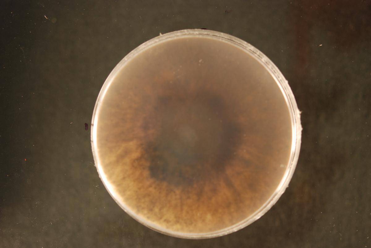 Neofusicoccum luteum image
