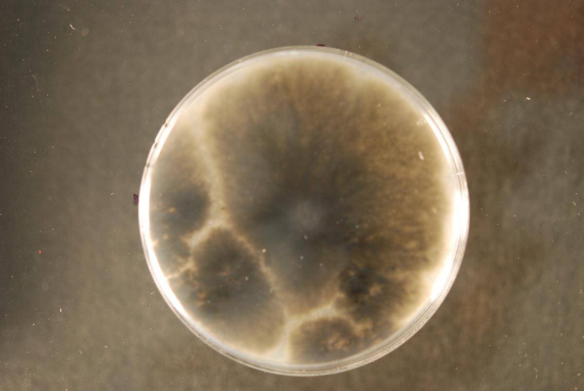 Spencermartinsia viticola image