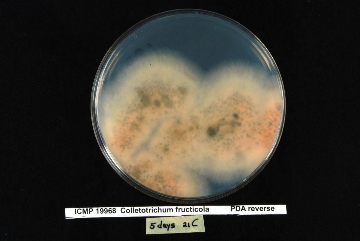Colletotrichum fructicola image