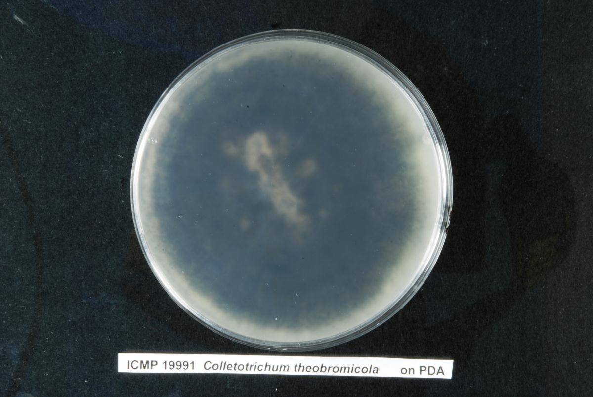 Colletotrichum theobromicola image