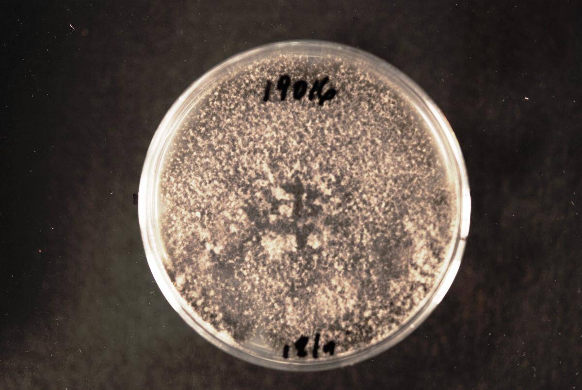 Spencermartinsia image