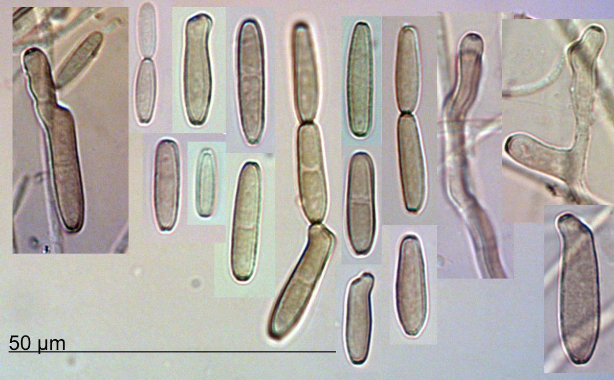 Chalastospora gossypii image