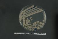 Cryptococcus adeliensis image