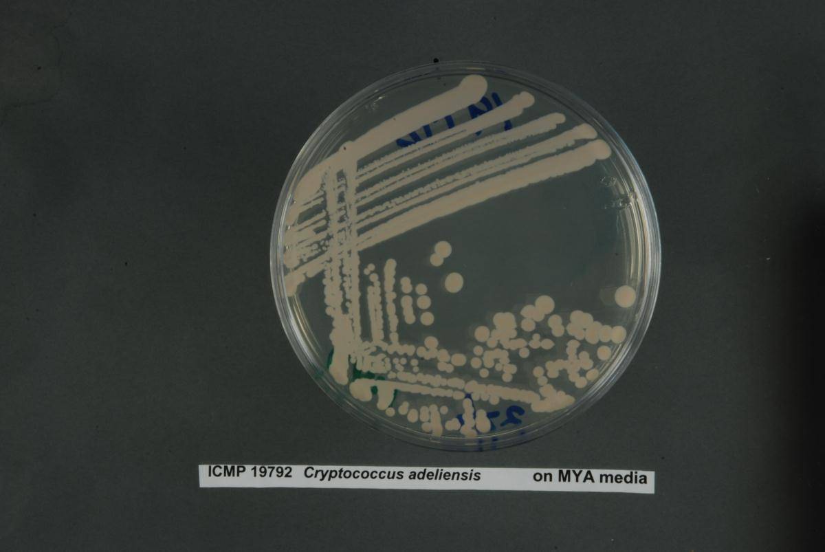 Cryptococcus adeliensis image