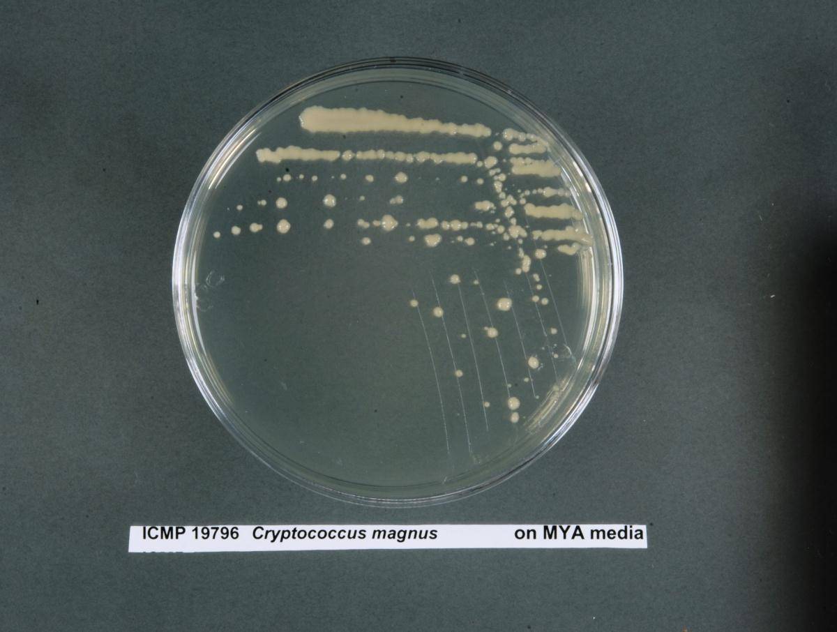 Cryptococcus magnus image