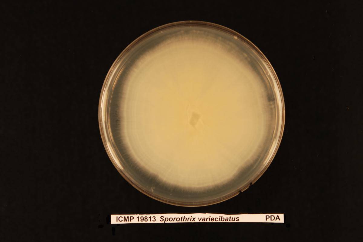 Sporothrix variecibatus image