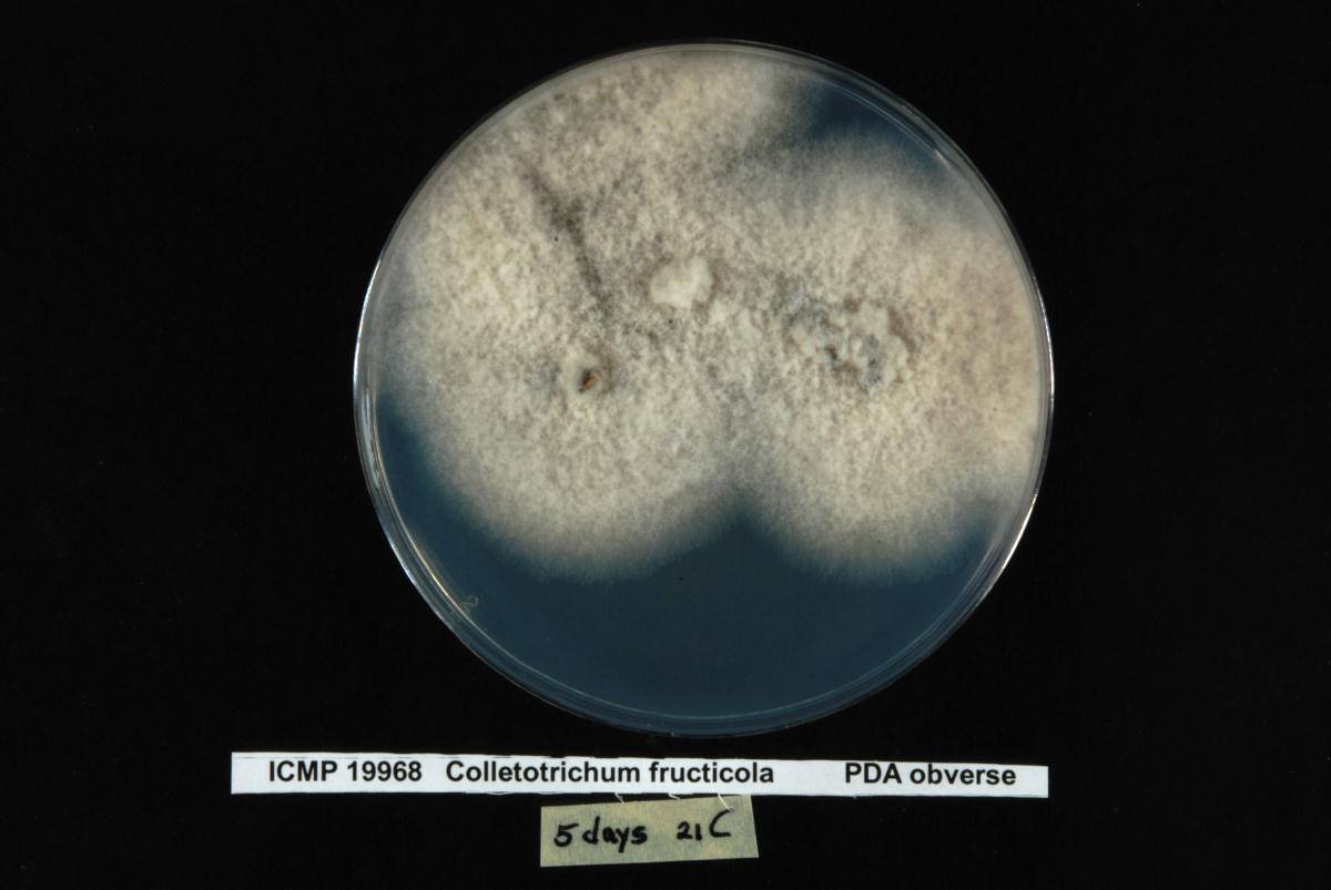 Colletotrichum fructicola image