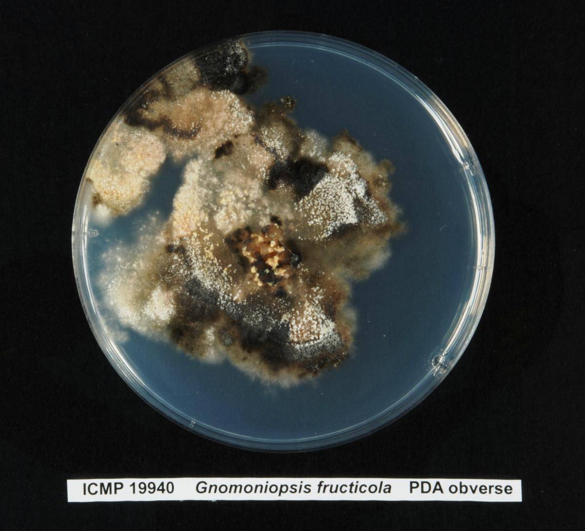 Gnomonia comari image