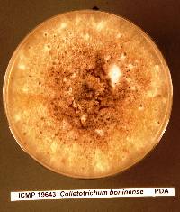 Colletotrichum boninense image