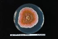 Fusarium tricinctum image