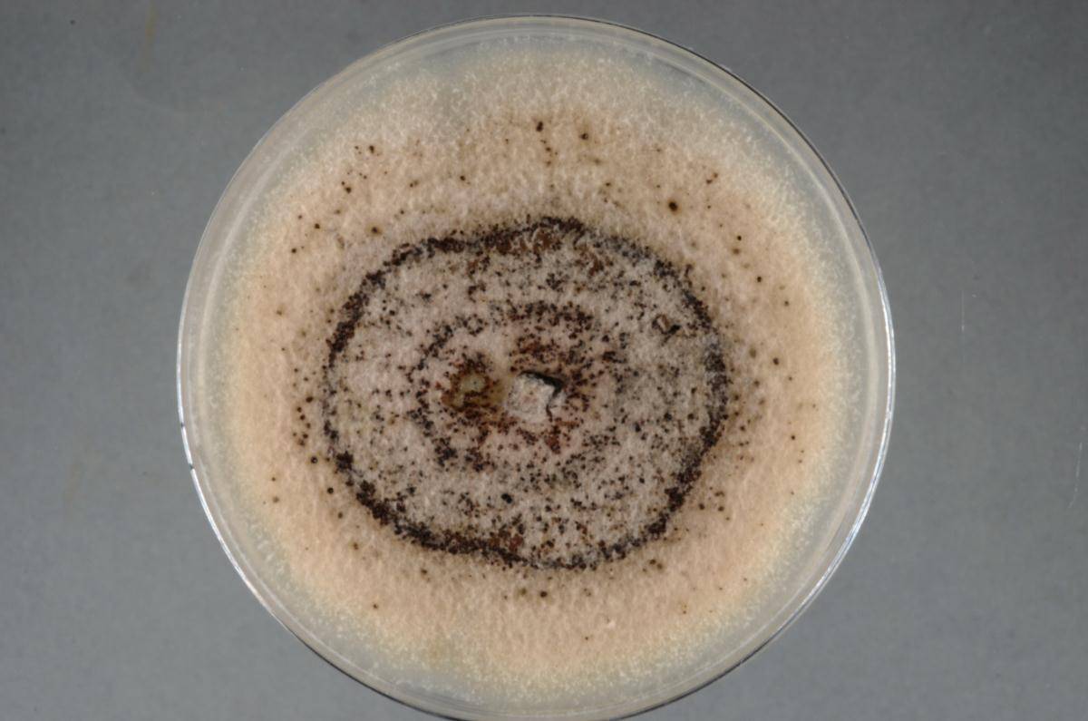 Peyronellaea australis image