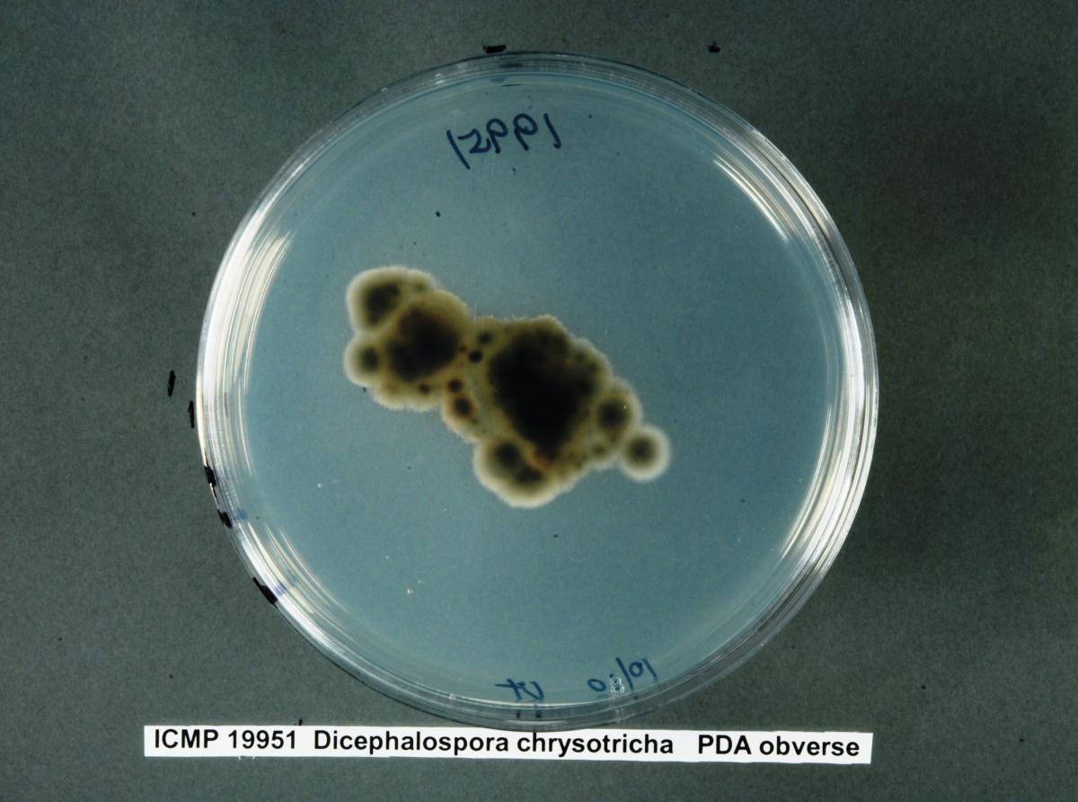 Dicephalospora chrysotricha image