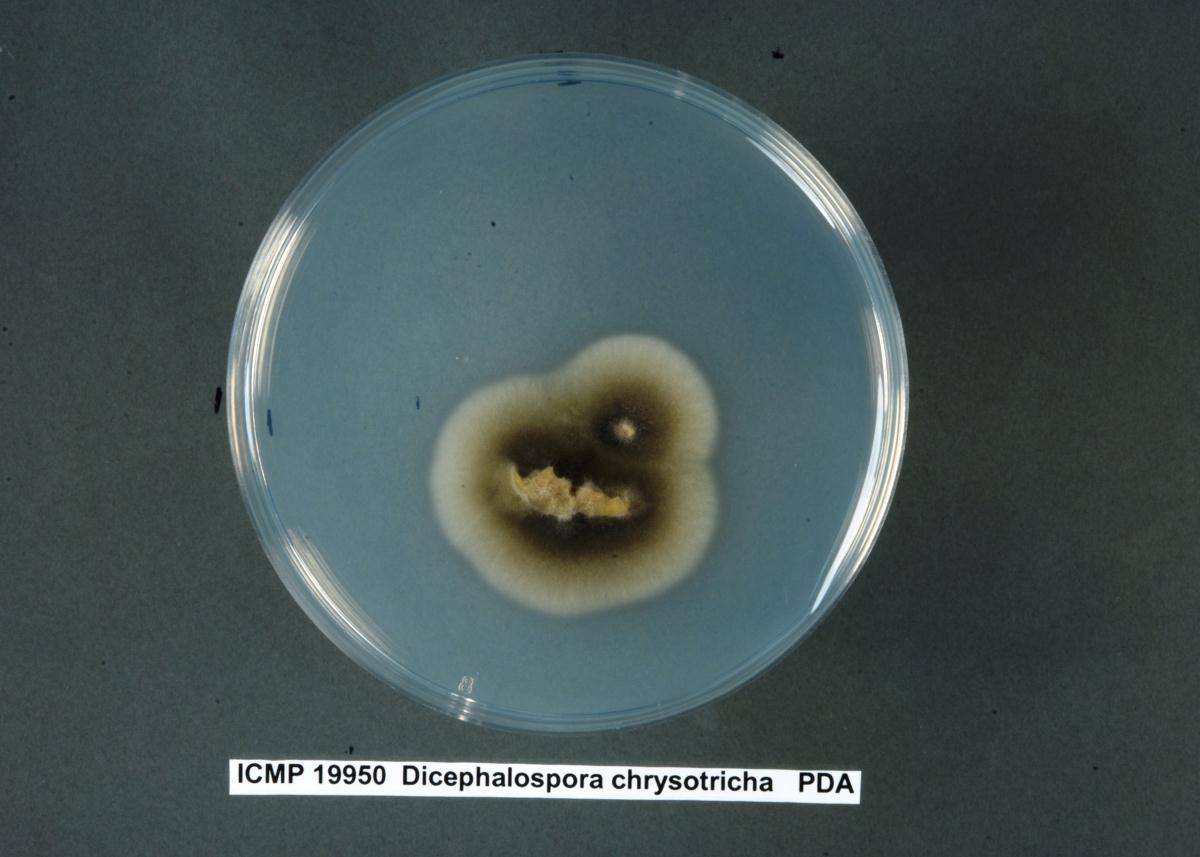 Dicephalospora chrysotricha image
