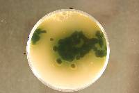 Vibrissea flavovirens image