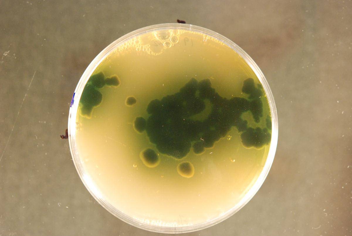 Vibrissea flavovirens image