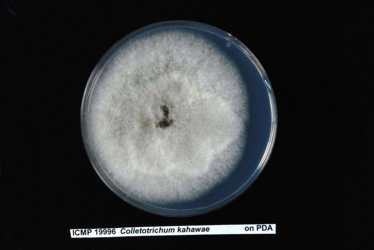 Colletotrichum kahawae image