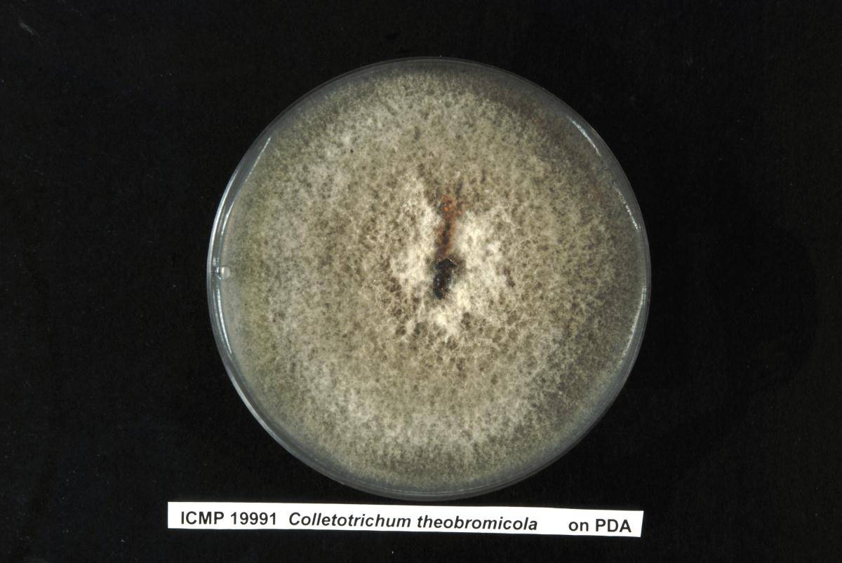 Colletotrichum theobromicola image