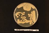 Cryptococcus adeliensis image