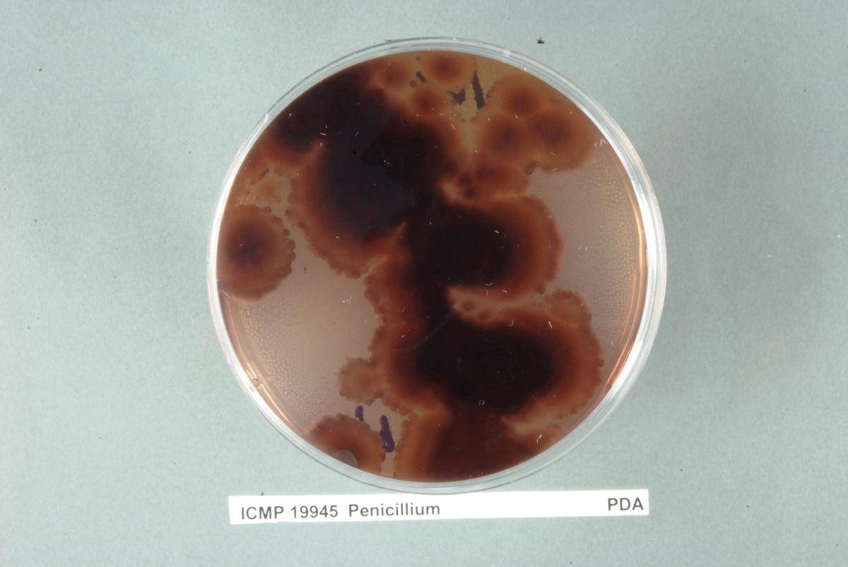 Penicillium brevicompactum image
